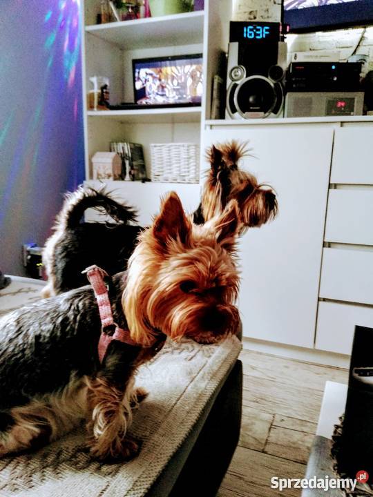 Australian Silky Terier zachodniopomorskie Stargard