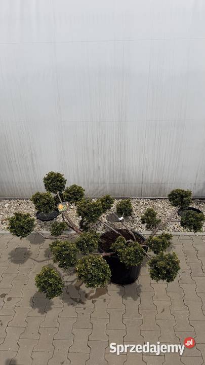 Cis Taxus Summergold Bonsai 100125 Kobyla Góra