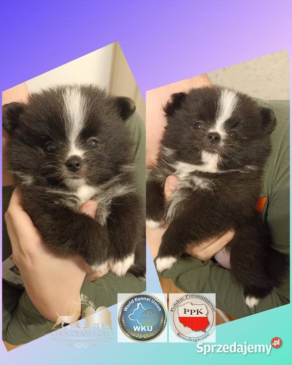 Suczka pomeranian szpic miniaturowy czarna Zwierzęta Bełchatów sprzedam