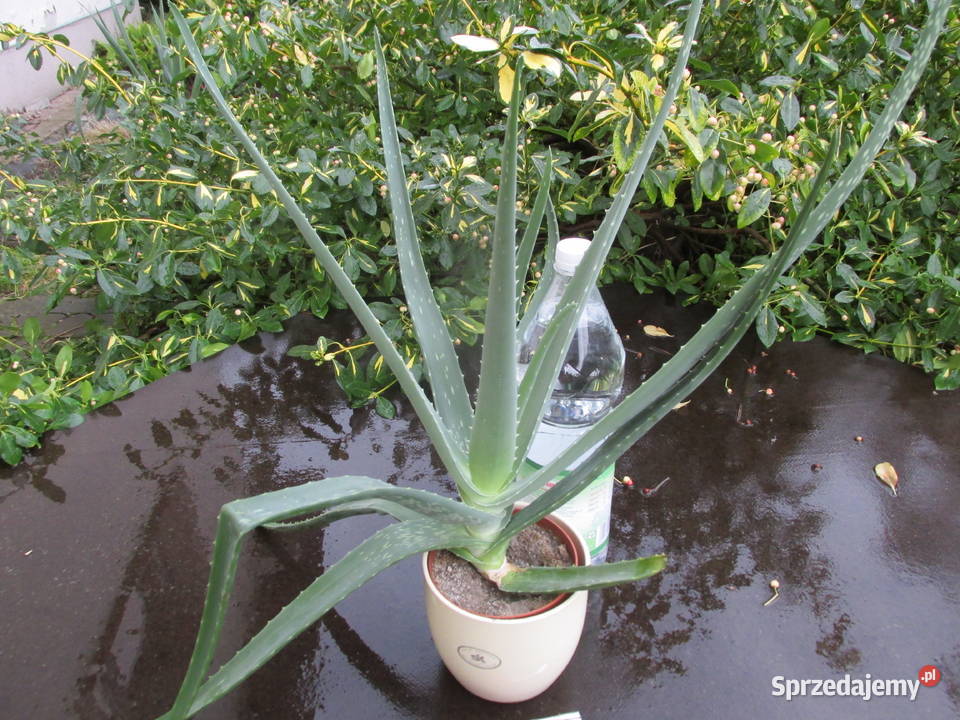 3letni aloes leczniczy Aloe Vera Barbadensis Kraków