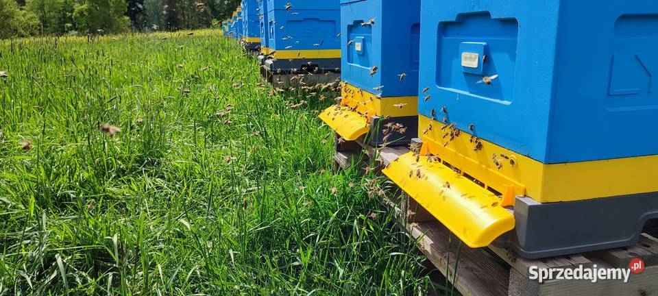 ODKŁADY PSZCZELE Pszczoły Na Ramce Bielsko-Biała