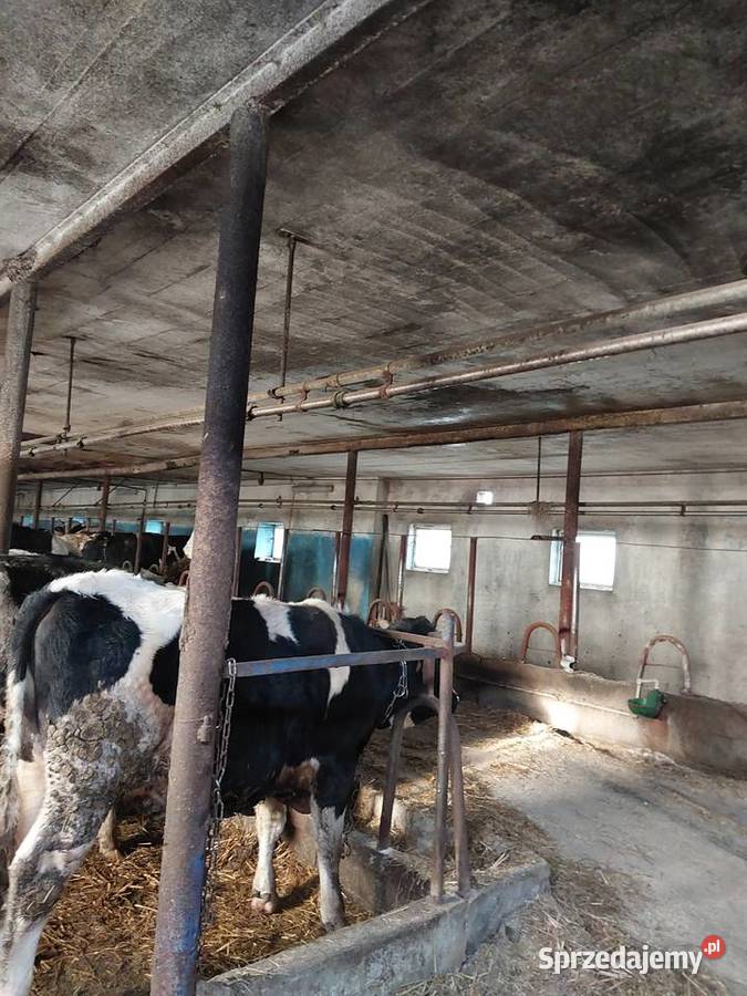 Dojarka przewodowa westfalia Hodowla bydła Mroczno