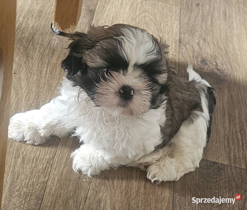 Shih Tzu tri color śląskie