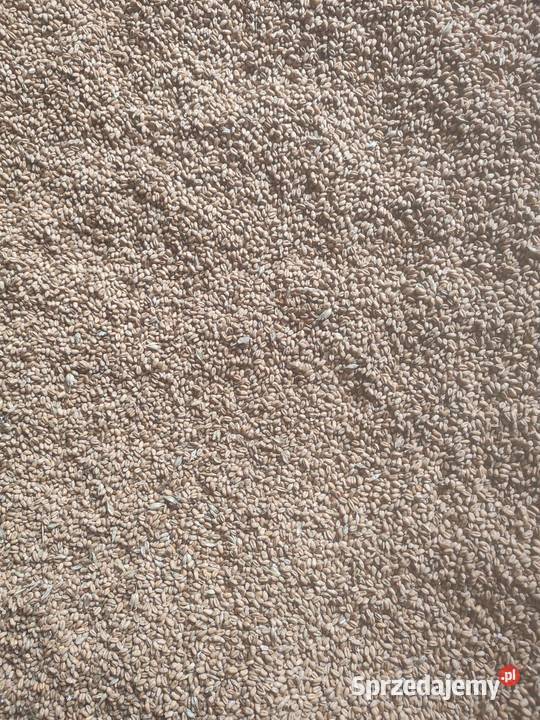 Sprzedam zboże pszenica Toszek sprzedam