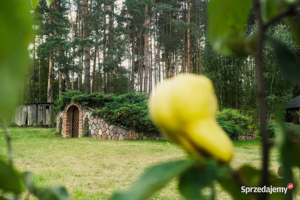 Urocze siedlisko z lasem i wzgórzem stawami Wyłudzin