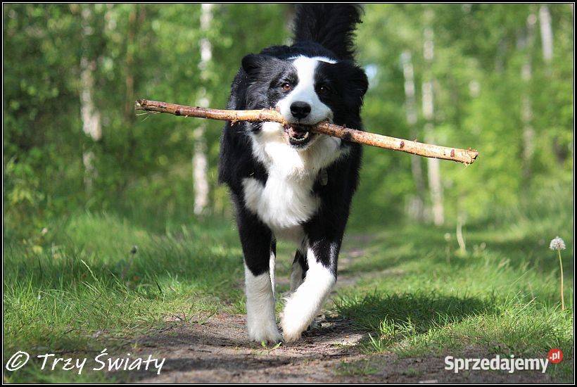 Border Collie szczenięta rodowód ZKwP FCI Poznań