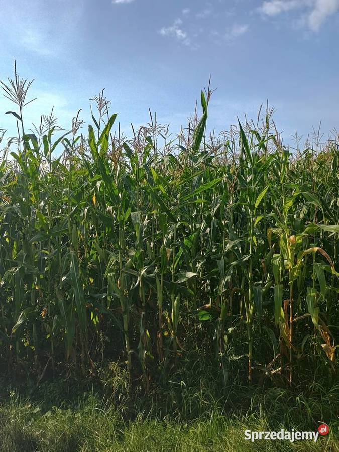 Sprzedam kukurydza na pniu 7ha Nowojowiec Karmy i pasze warmińsko-mazurskie