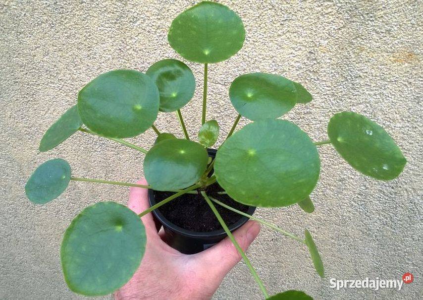 Kwiat doniczkowy pieniążek pilea na prezent i Rośliny Pszczyna