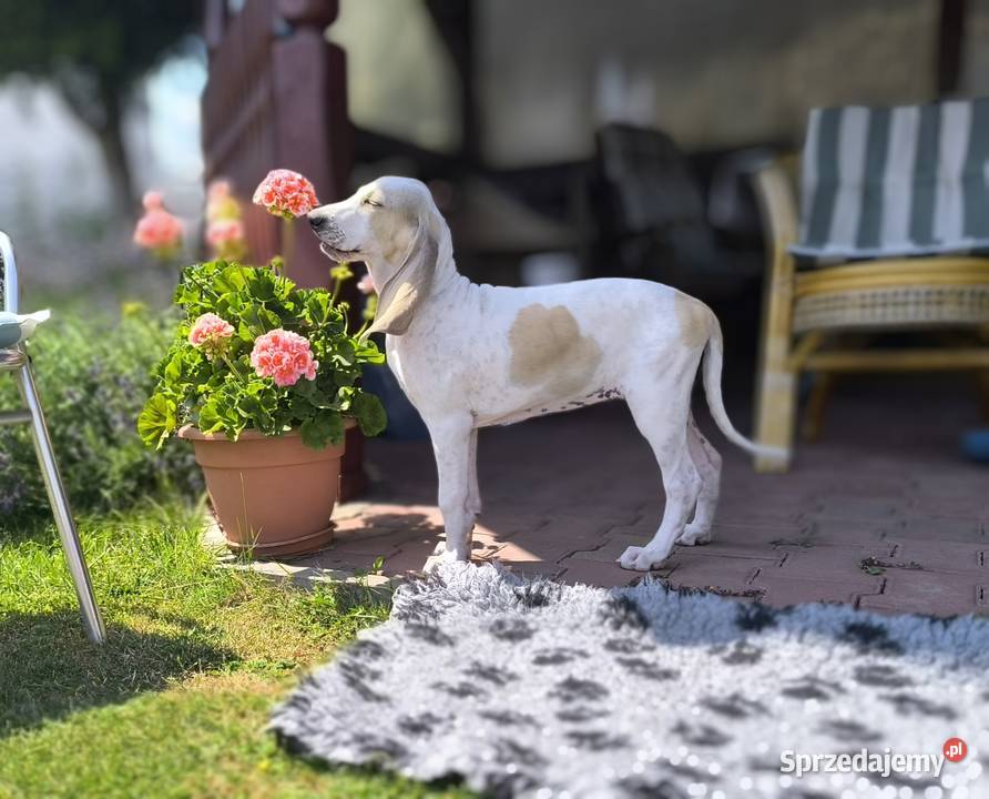 Szczeniak PORCELAINE FCI gończy z Francji Pozostałe Pozostałe Radzionków sprzedam