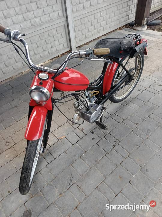 Komar sztywniak Parczew