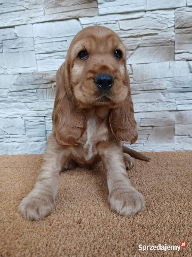 Śliczny piesek Cocker Spaniel Angielski Sieradz