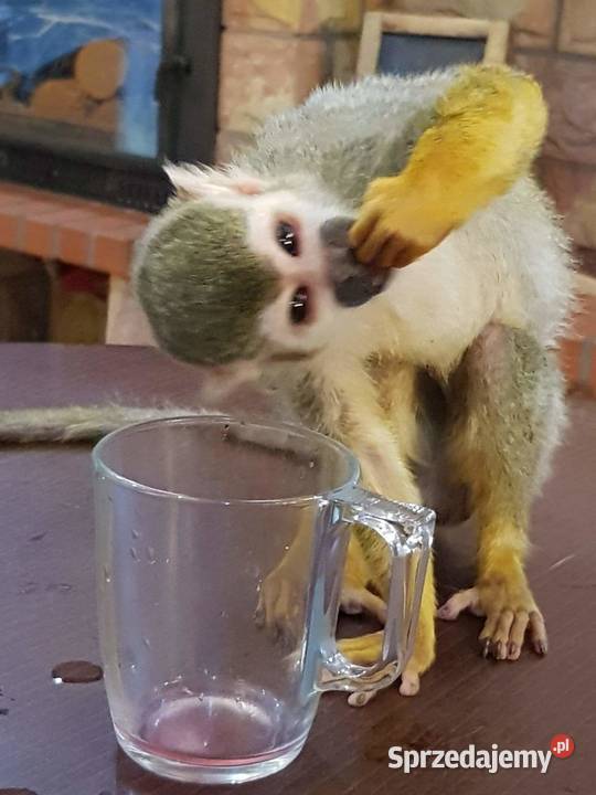 Sprzedam małpkę Sajmiri Opole