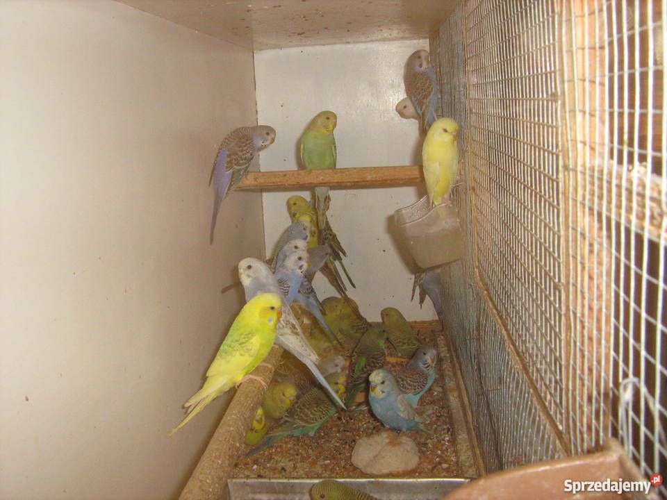 Sprzedam papugi faliste Zamość