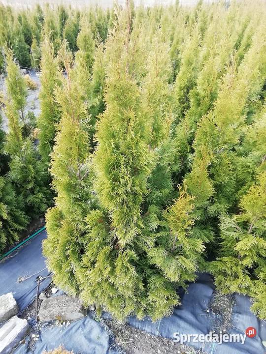 Tuja brabant już 12 Myszków