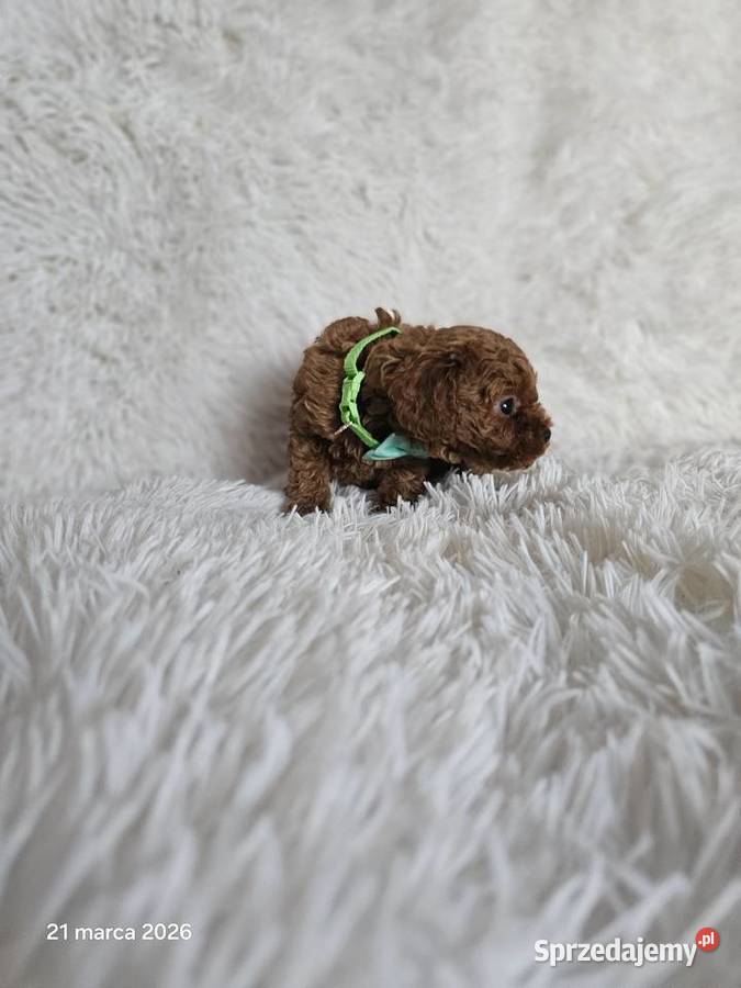 Pudel toy Genetyka Wyszków