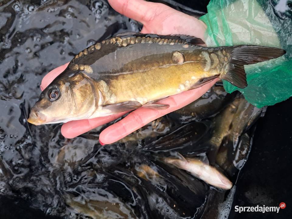 Rak szlachetny Ryby Kąty Wrocławskie