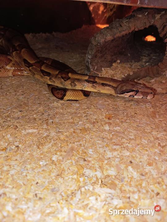 Pyton tygrysi hypo het albino dorodny samiec Luboń