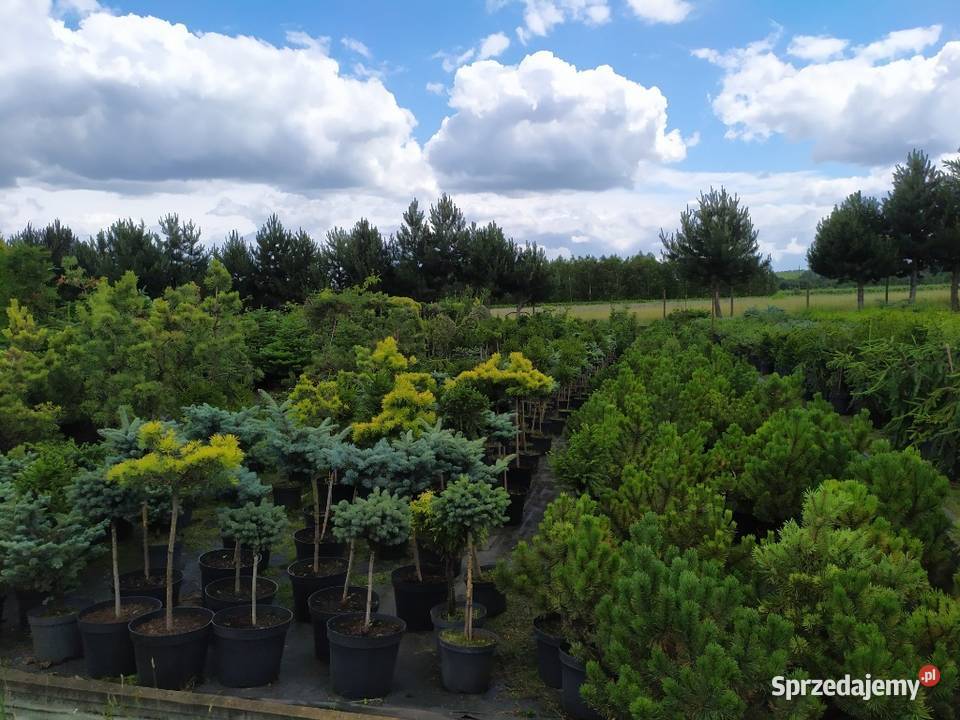 Rośliny ozdobne szczepione na pniu sosna wierzba Jelitów