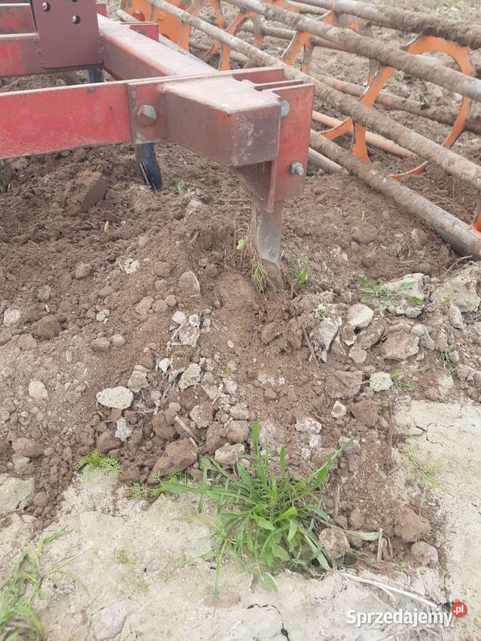 Sprzedam grubera bezorkowca Dęby Szlacheckie sprzedam