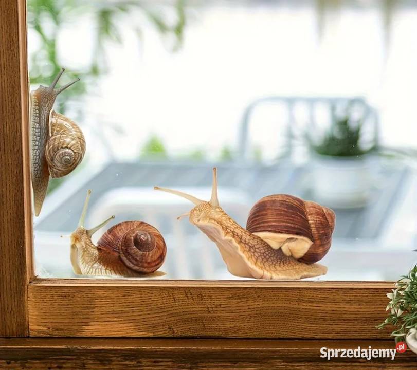 Naklejki na szybę ślimaki 4 Ząbki