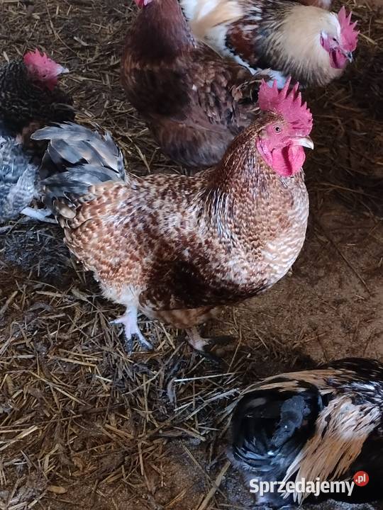 Sprzedam koguty tegoroczne ozdobne