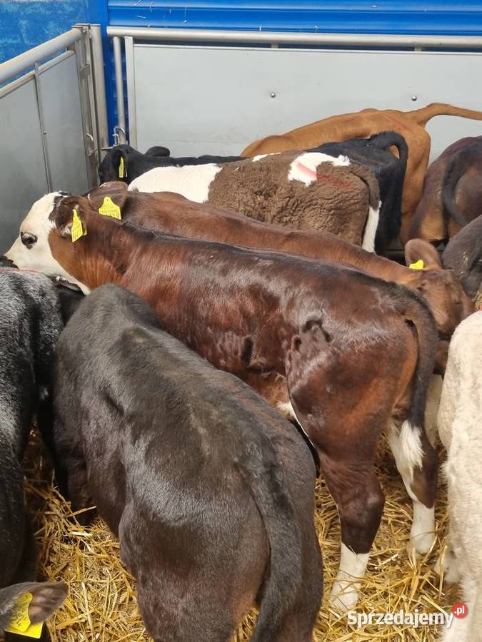 sprzedam cielaki byczki I jaloszki ras mięsnych Łódź