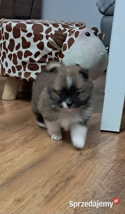 Szpic miniaturowy Szpic miniaturowy Środa Wielkopolska