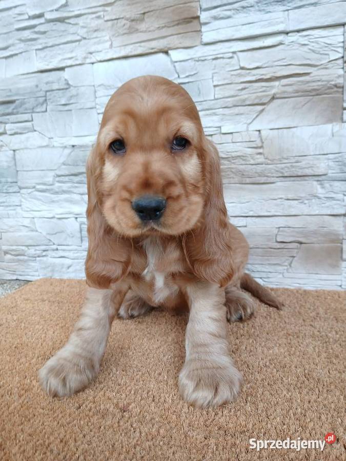 Śliczny Cocker Spaniel Angielski Sieradz