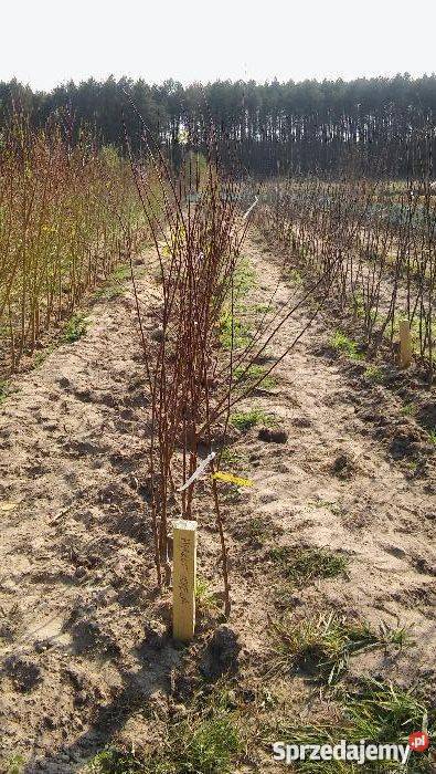 DRZEWKA OWOCOWE