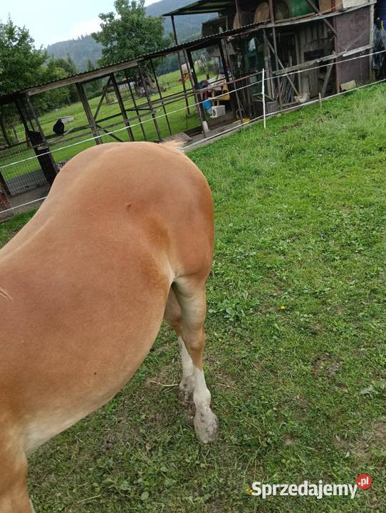 Sprzedam żrebicę zimnokrwistą Pogorzany