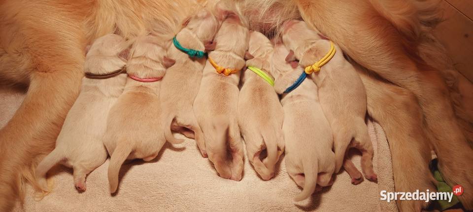 Reproduktor Ch Golden Retriever ZKwP FCI Krycie Kraków