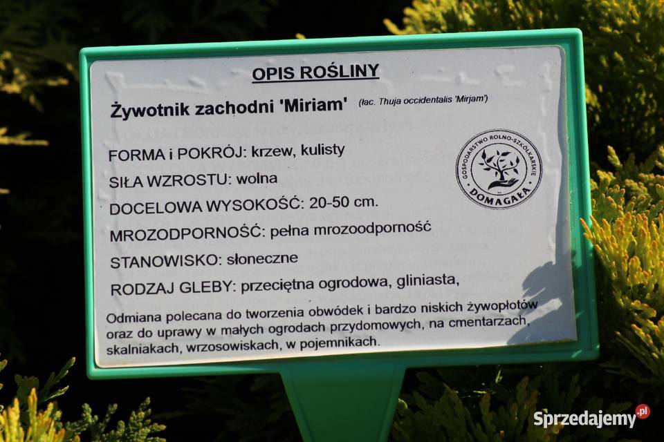 Żywotnik zachodni Mirjam thuja tuja Mirjam Iglaste Imbramowice sprzedam