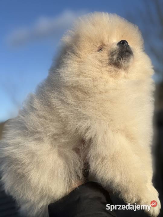 Szpic miniaturowy Pomeranian Szpic miniaturowy Gorzów Wielkopolski sprzedam