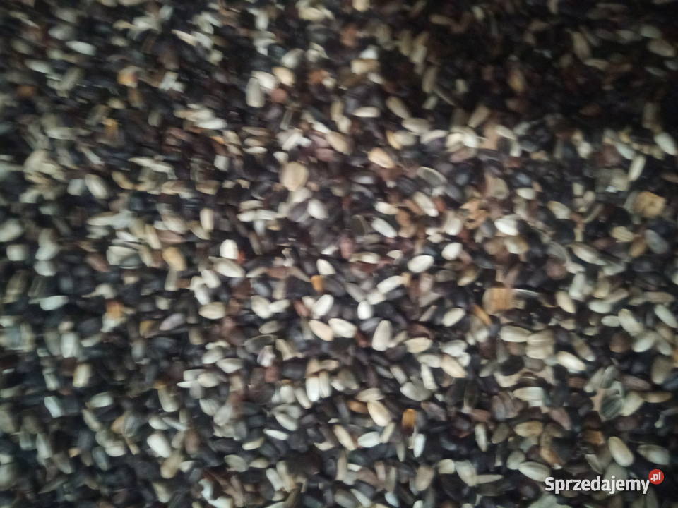 słonecznik na kwiat cietypodwyższa wartości Pińczów