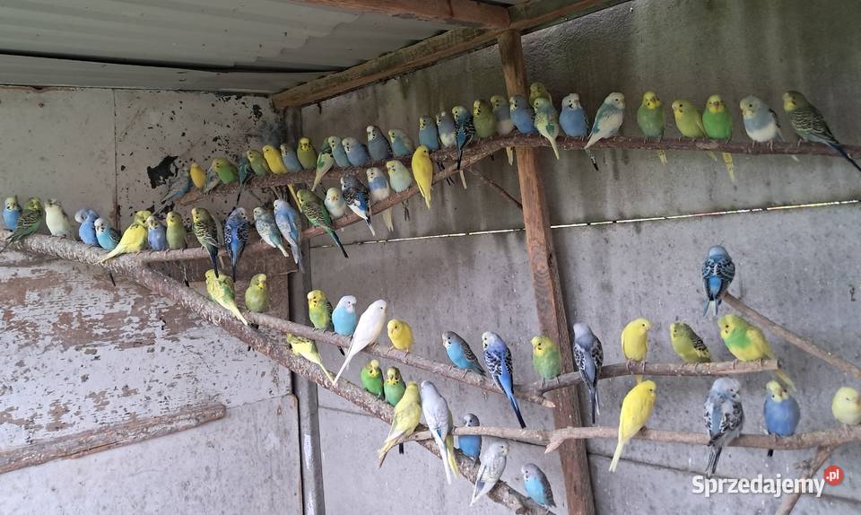 Papugi faliste Bochnia