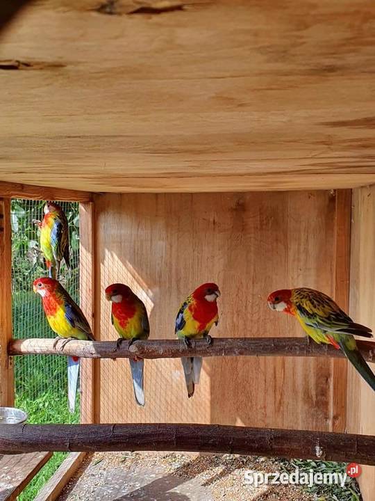 Rozella Białolica Rozelle Gold Mantel Ostroróg