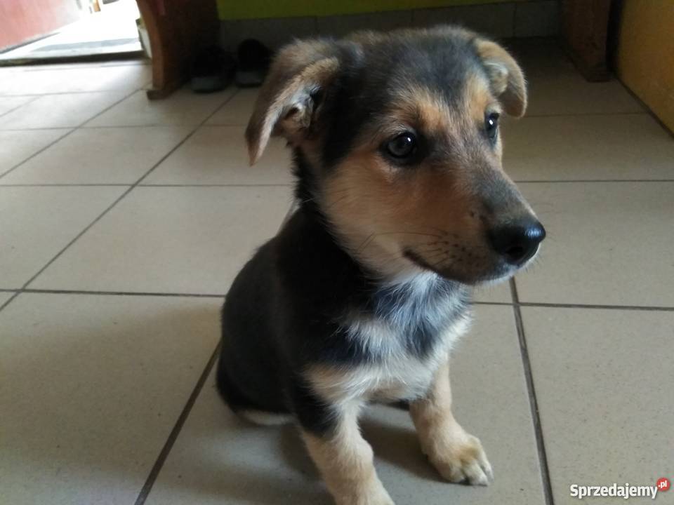 sprzedam małe pieski Mołomotki