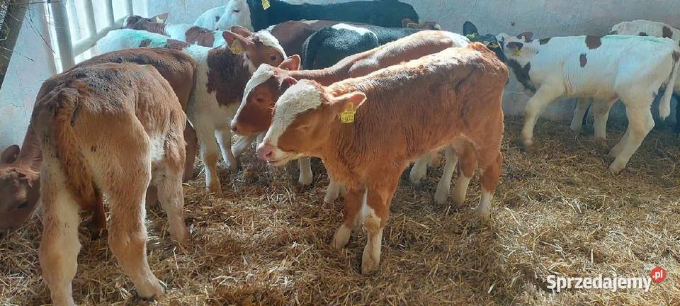 Sprzedam cieleta miesne sprzedam