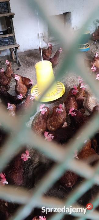 Sprzedam kury nioski lubelskie Wólka Łózecka