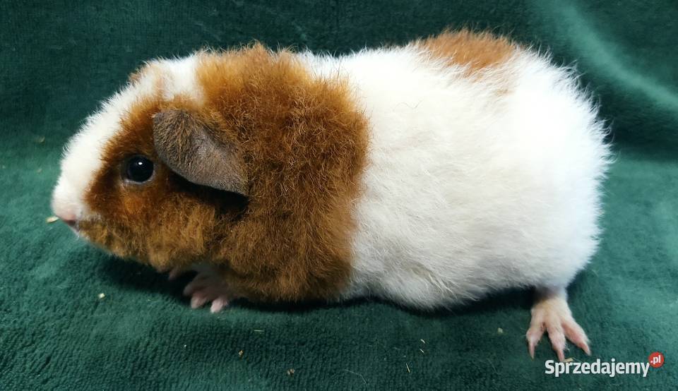 Świnka morska US Teddy z hodowli Sweet Teddy śląskie Dąbrowa Górnicza