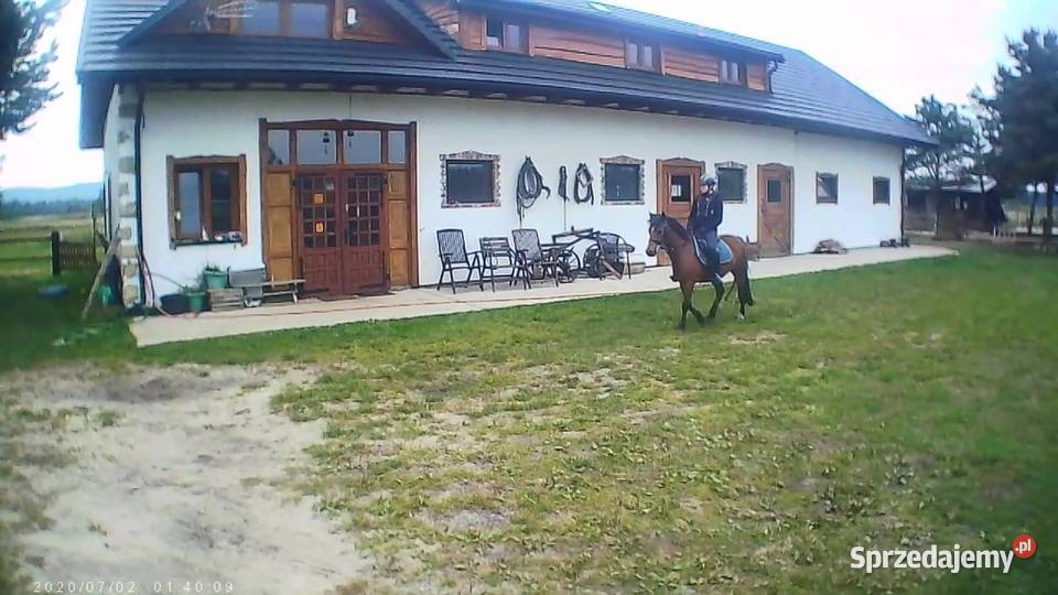 Sprzedam Kuc 12 lat Konie Kielce
