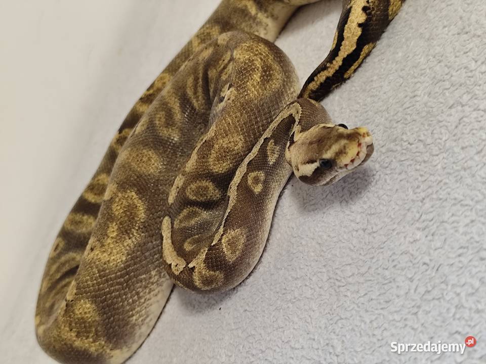 Pyton Królewski piękny samiec Pruszków