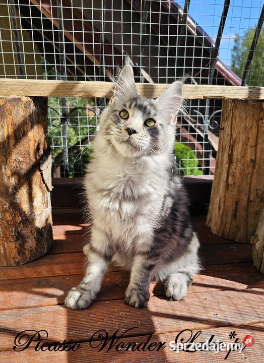 Srebrzysty mruczący kocurek Maine Coon