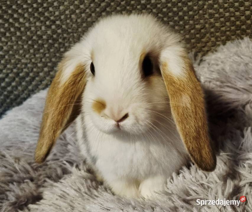 Królik baranek mini lop śląskie Pyrzowice