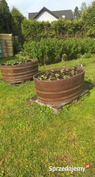 Donice z dębowych beczek winie Ruda Kozielska