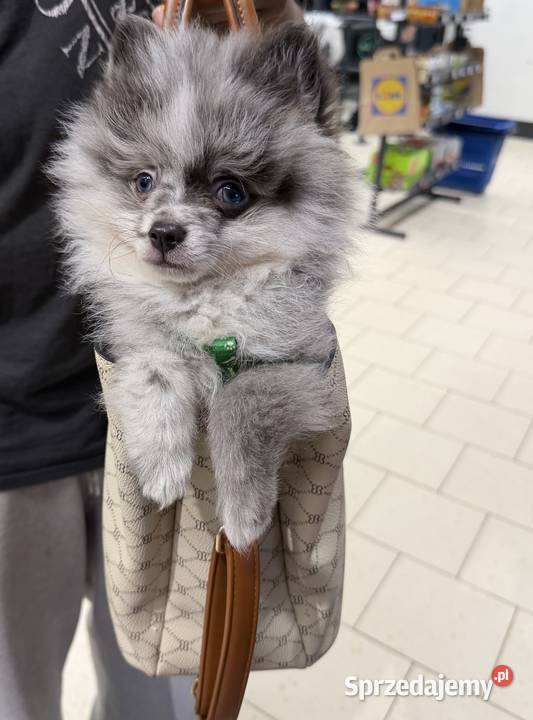 pomeranian Szpic miniaturowy Bydgoszcz