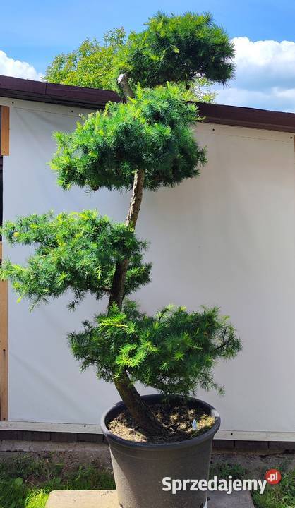 Bonsai Niwaki Modrzew Medynia Łańcucka