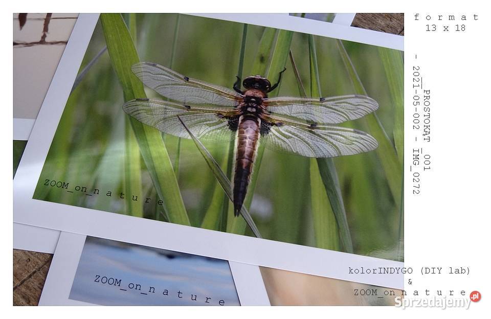 ZDJĘCIA przyrodnicze czI Pozostałe Witnica