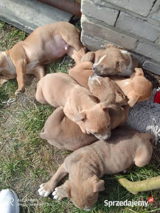 Amstaff staffordshire terrier Łęczna