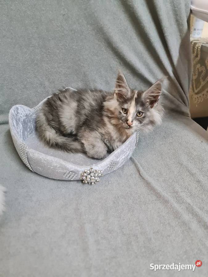 Maine Coo kocieta opolskie Zimnice Wielkie